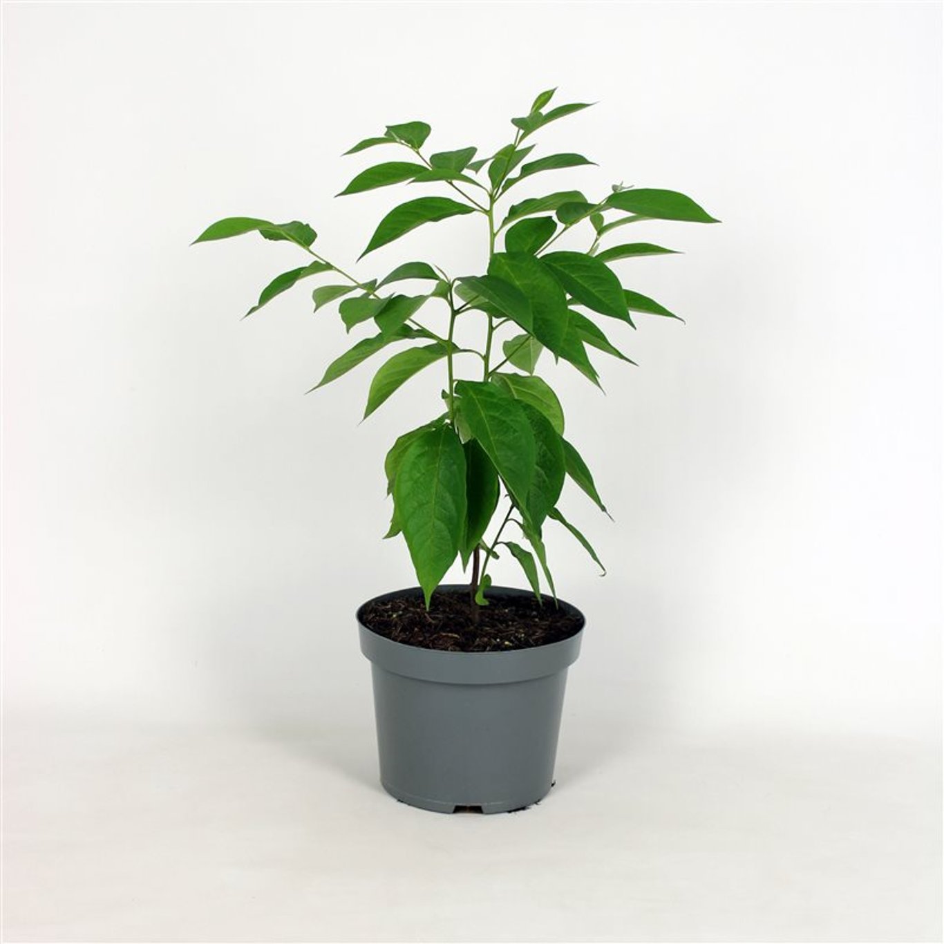 Diospyros lotus - C2 100-125 CM