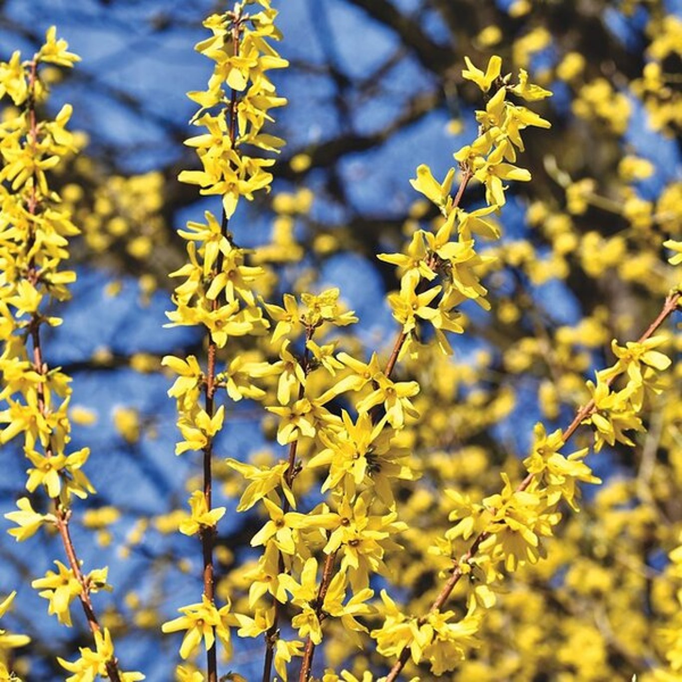 Forsythia int. 'Lynwood' - 40-60 CM bare root 0/1   2-3 branche