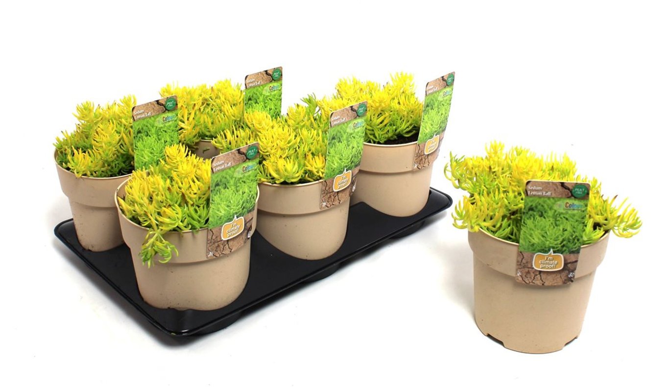 Sedum 'Lemon Ball' - C1,5