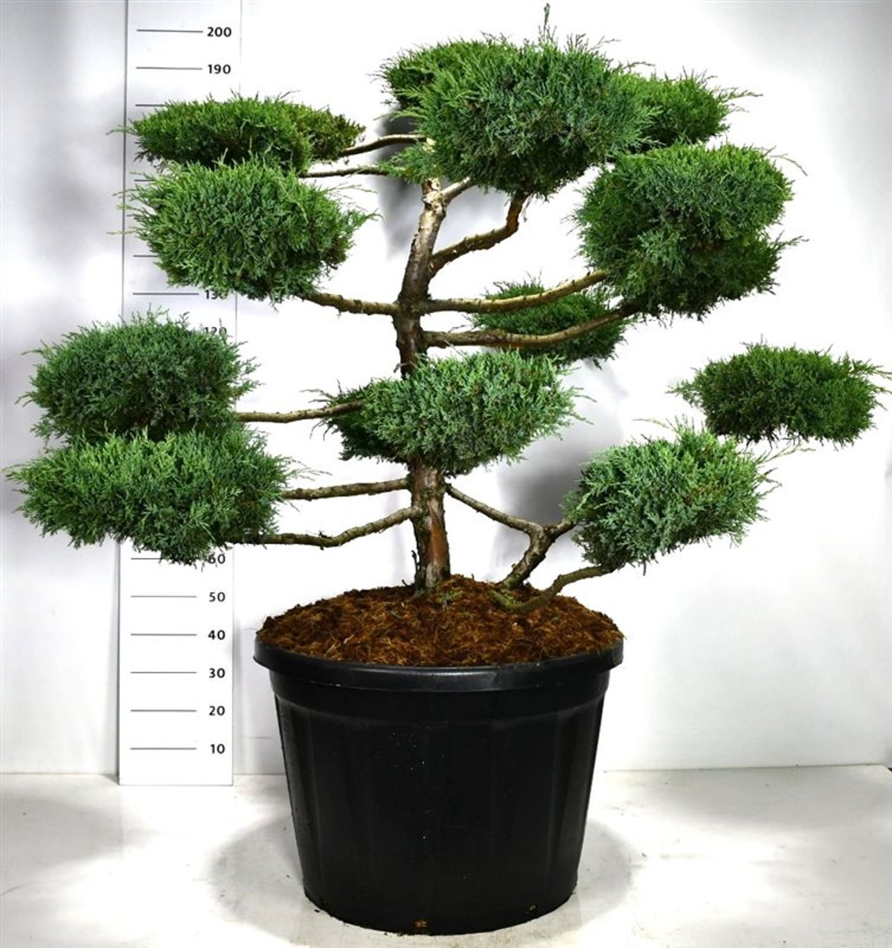 Juniperus virg. 'Hetz' - 125-150 CM Bonsai Cont.