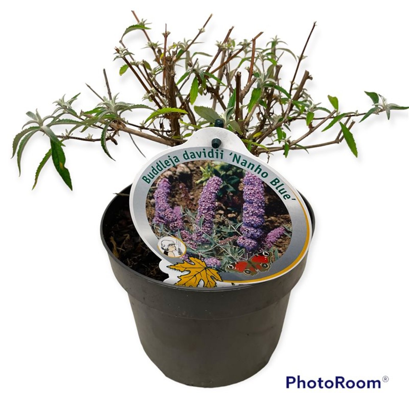 Buddleja d. 'Nanho Blue' - C3