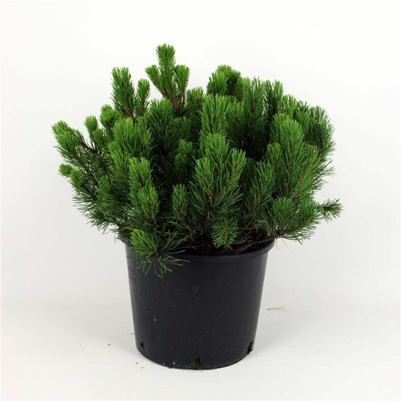 Pinus mugo pumilio - C12 40-50 CM