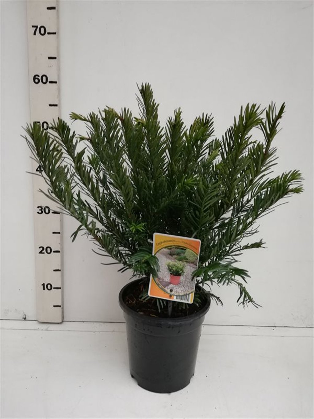 Cephalotaxus h. 'Duke Gardens' - C3 30-40 CM