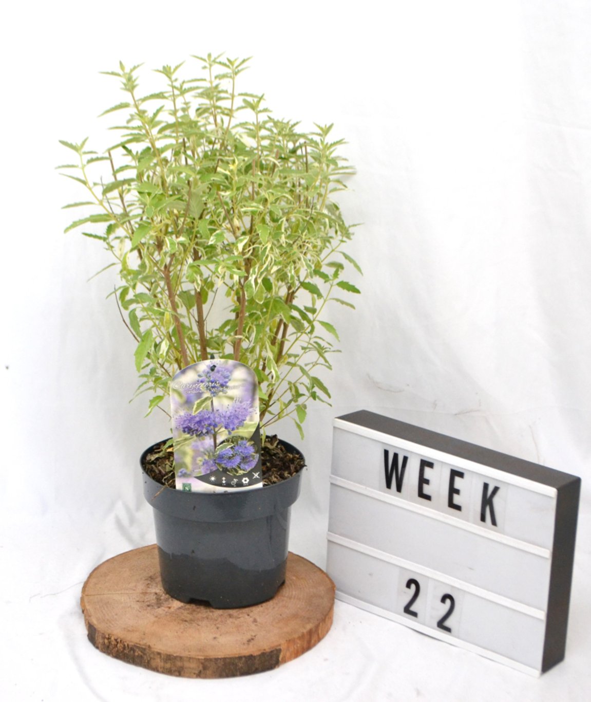 Caryopteris cland. 'White Suprise' ® - C3 20-40 CM