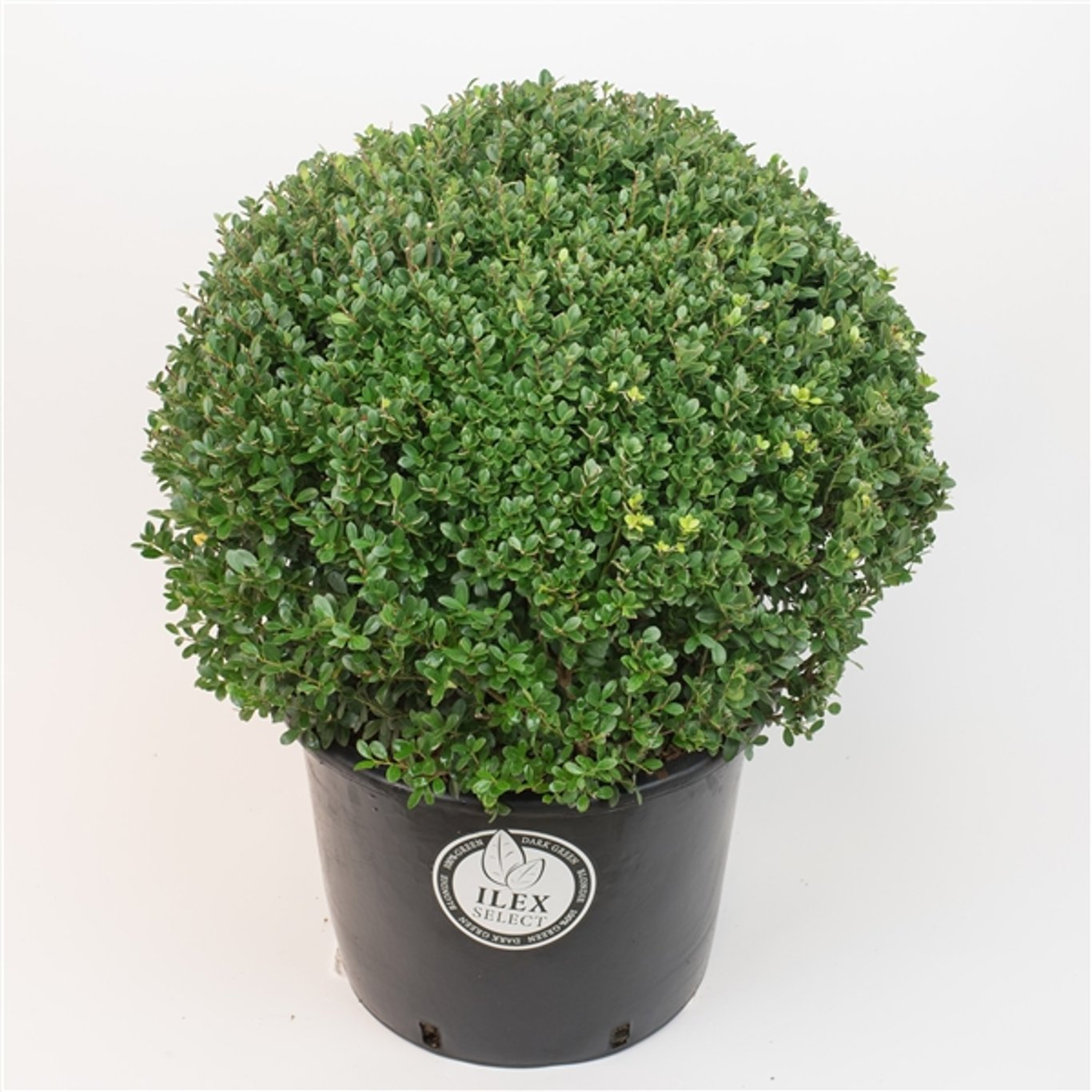 Ilex crenata 'Dark Green'® - 50 CM Ball Cont.