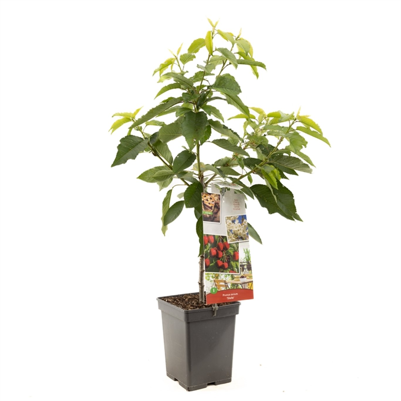 Prunus a. 'Stella' - C5 60-80 CM Patio