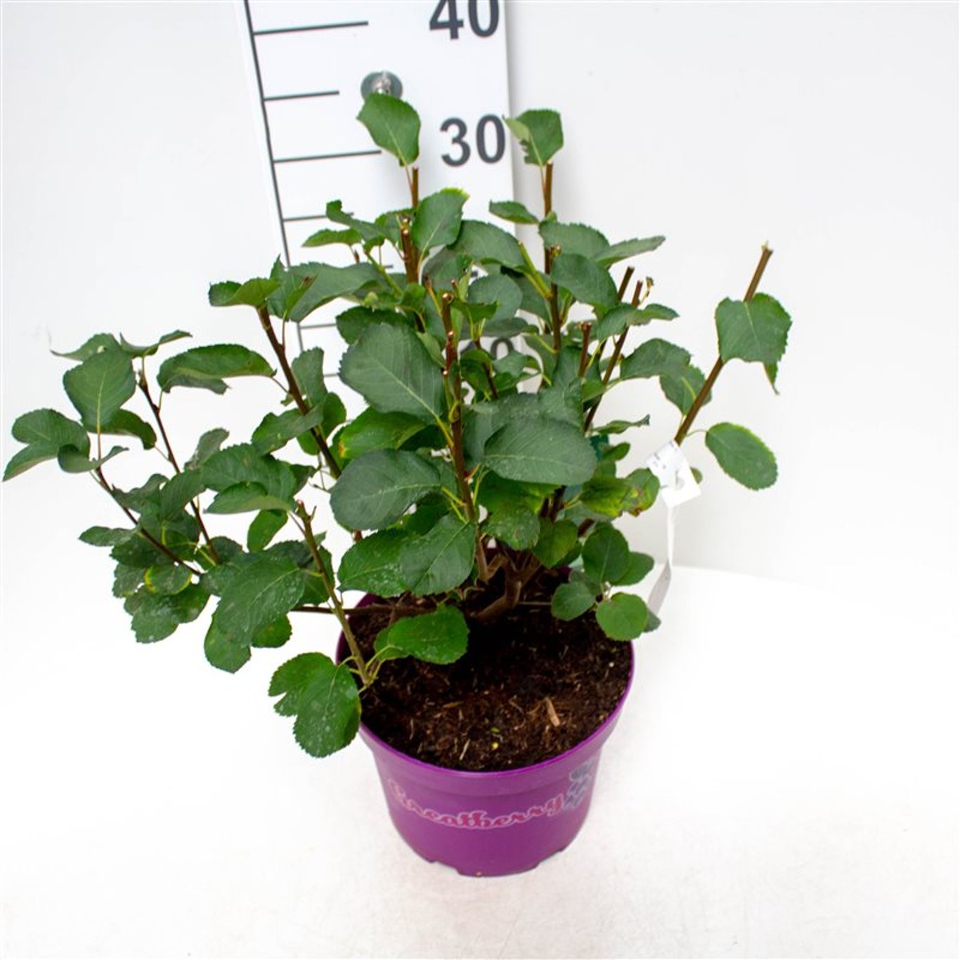 Amelanchier aln. 'Greatberry Farm'® - C5 40-50 CM