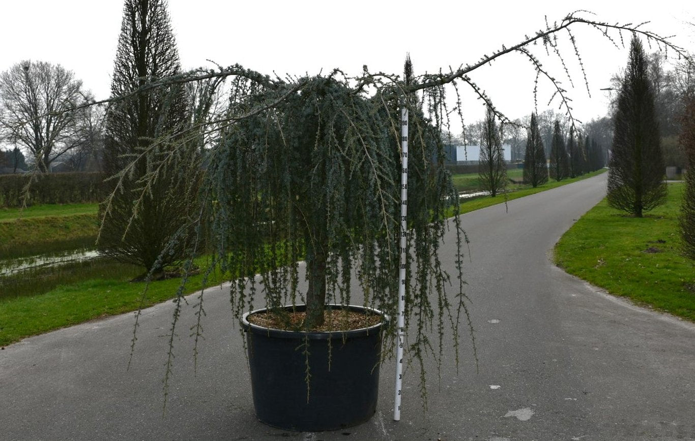 Cedrus atl. 'Glauca Pendula' - C275 140-160 CM