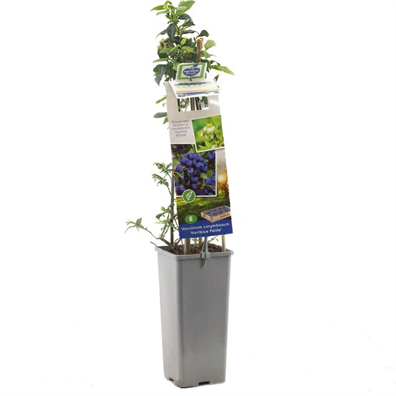Vaccinium c. 'Hortblue Petite' - C2 50-60 CM