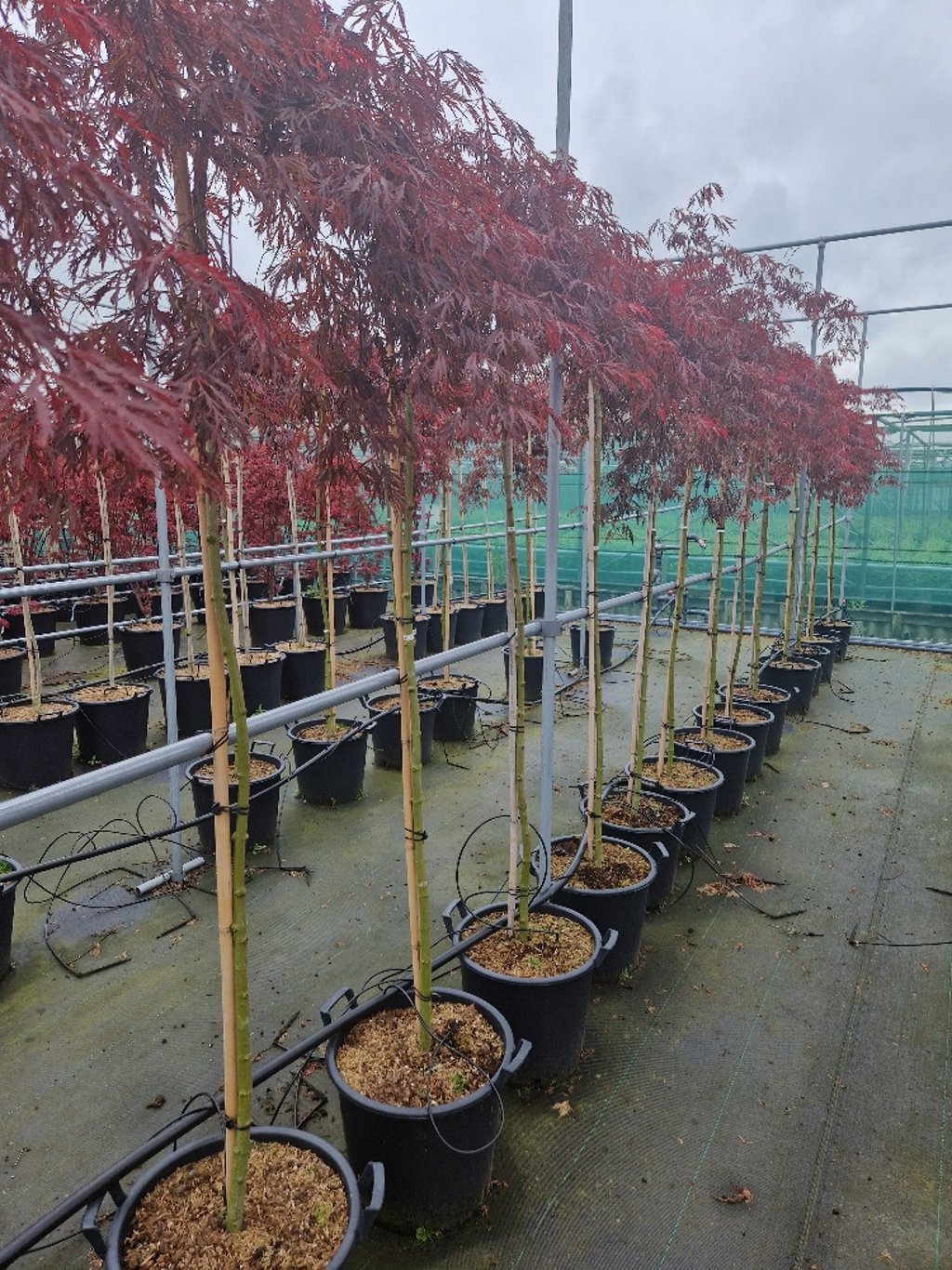 Acer pal. 'Crimson Princess' - 150 CM Stem C30