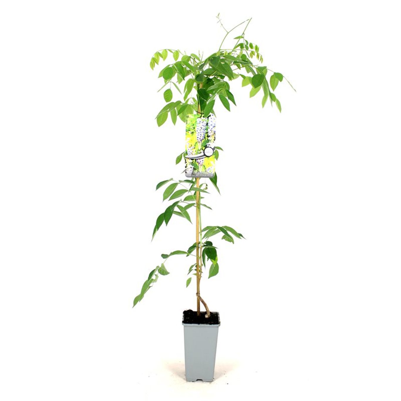 Wisteria macr. 'Blue Moon' - C2 80-100 CM Stick