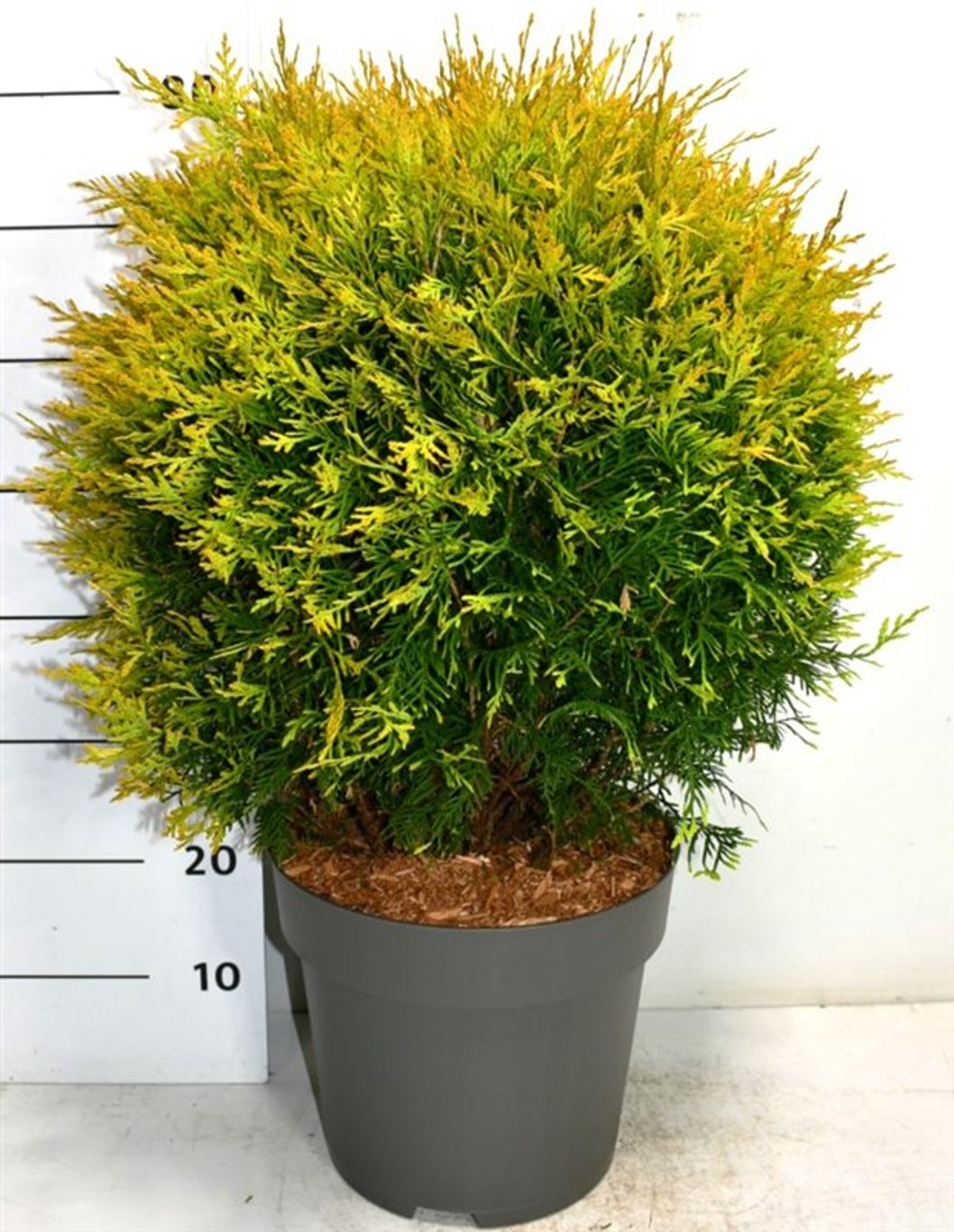 Thuja occ. 'Golden Globe' - C12 60-70 CM