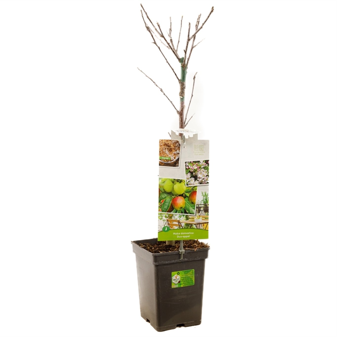 Malus d. 'Duo-appel' - C5 60-80 CM Patio