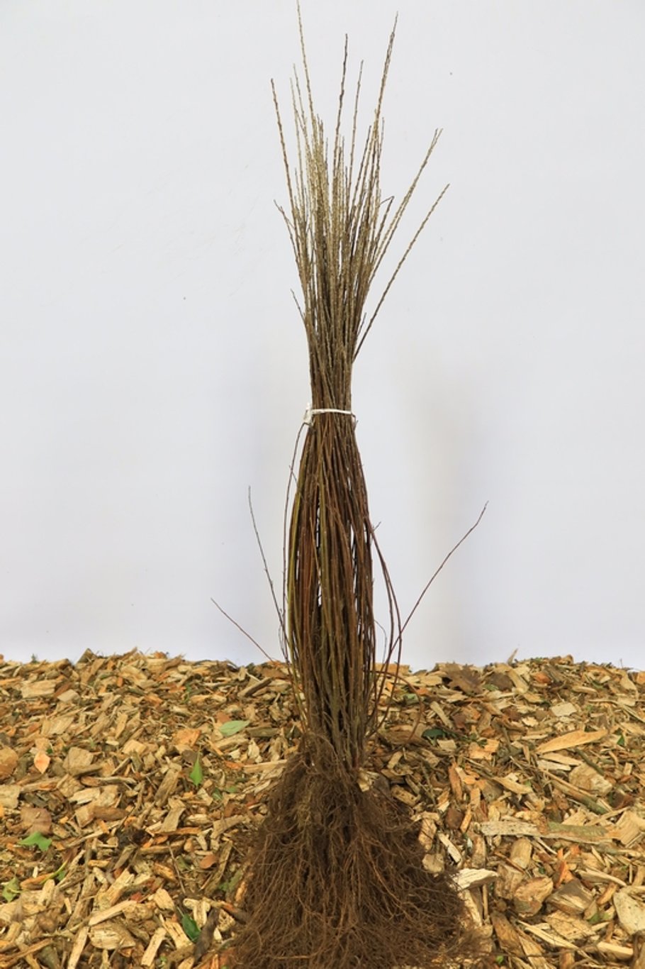 Salix repens - 60-100 CM bare root 0/1  3-5 branche