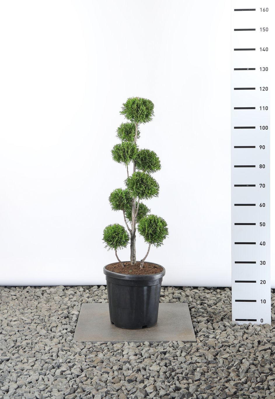 Thuja occ. 'Golden Smaragd' - 60-80 CM PonPon Cont.