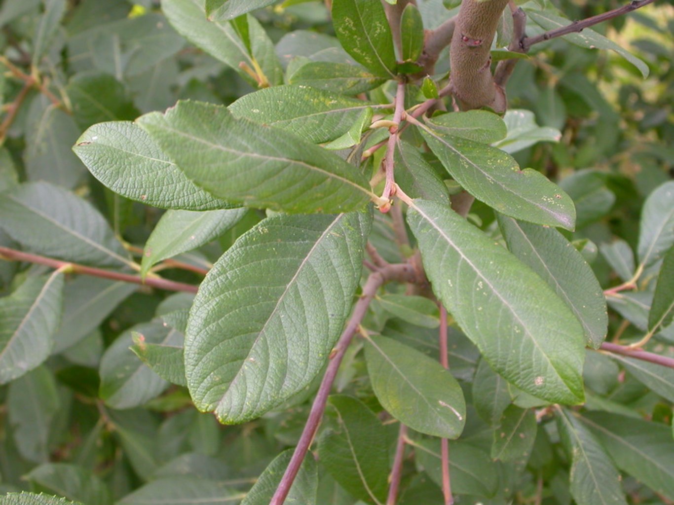 Salix cinerea - 60-100 CM bare root 0/1   1-2 branche