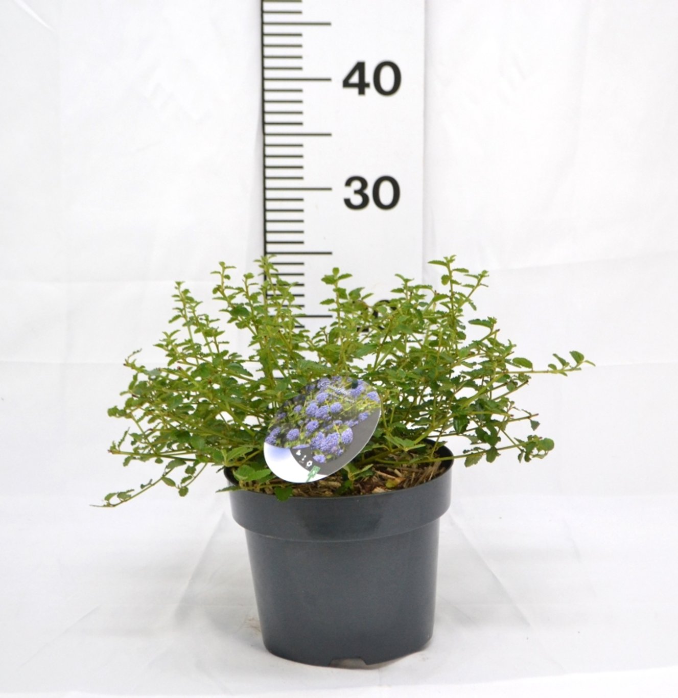 Ceanothus thyrsiflorus repens - C3 20-40 CM
