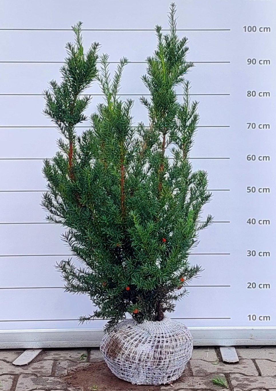Taxus b. 'Nissen's Präsident' - 70-80 CM RB