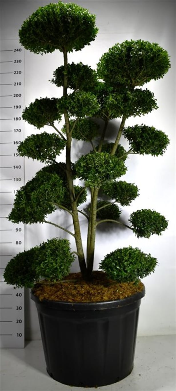 Ilex Impala ® - 160-180 CM Bonsai Cont.