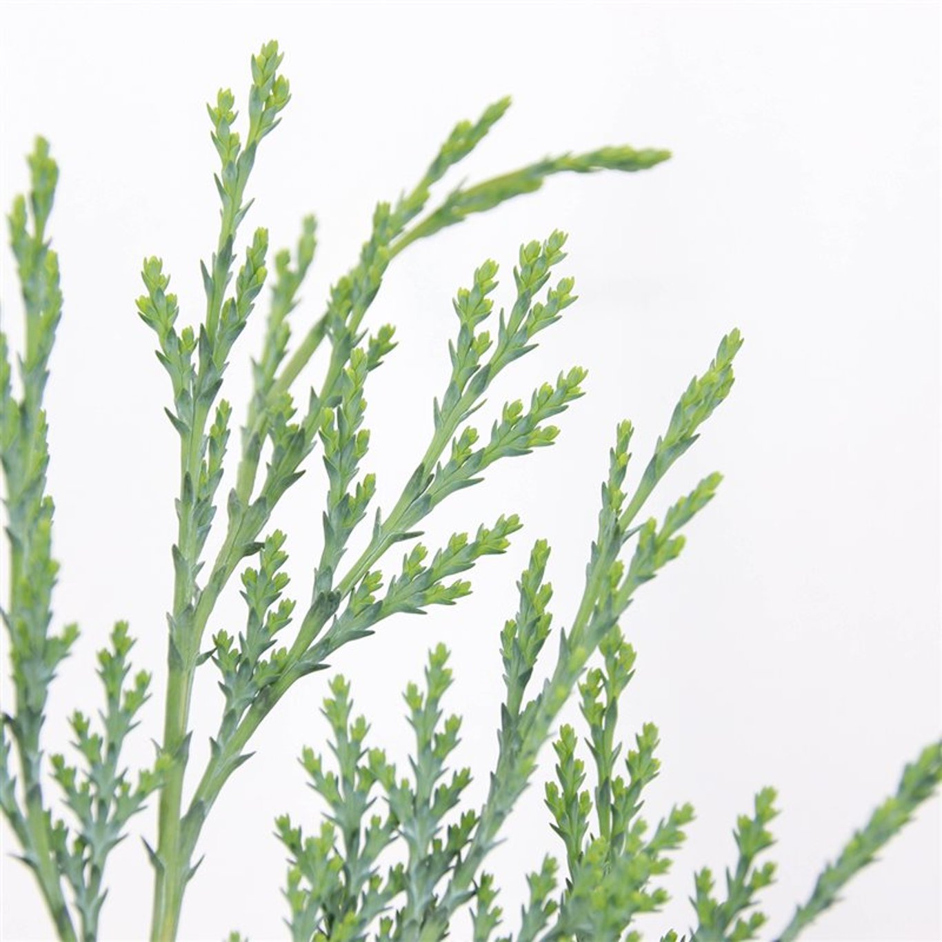 Chamaecyparis l. 'Columnaris' - C3 50-60 CM