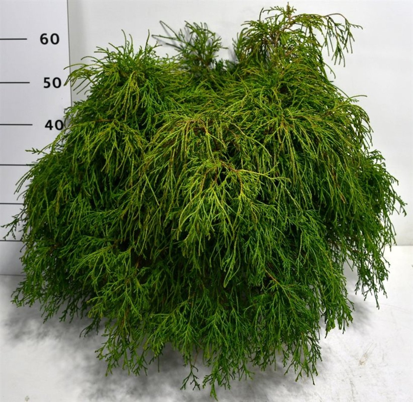 Chamaecyparis p. 'Filifera Nana' - C12 50-60 CM