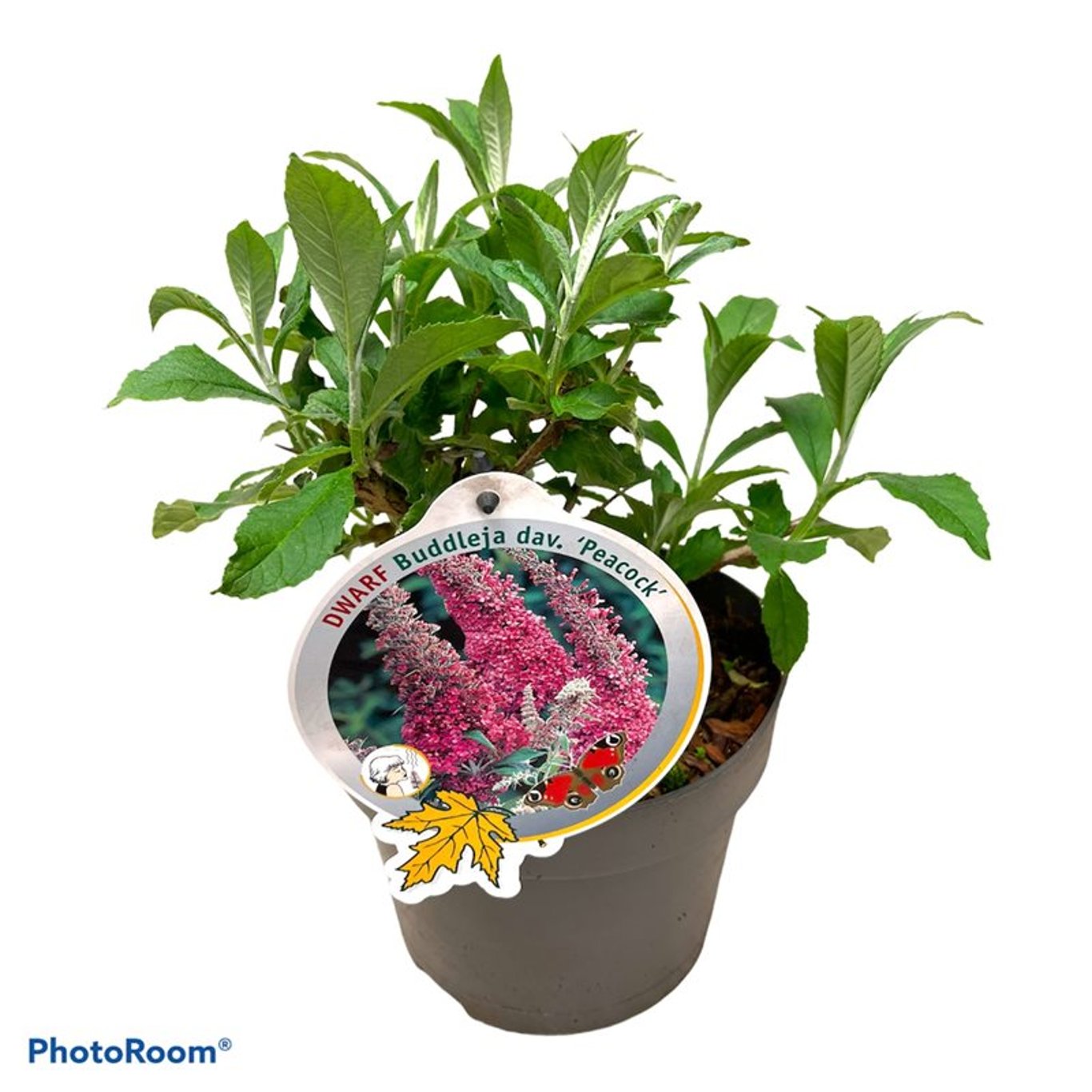 Buddleja dav. 'Peacock' - C3