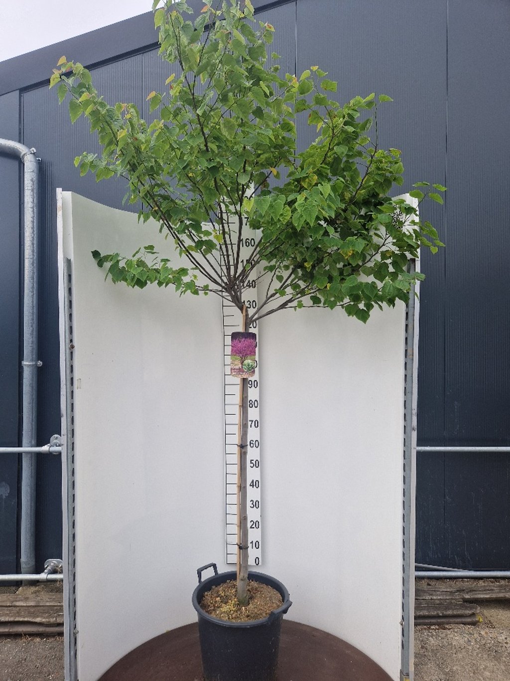 Cercis can. 'Ace of Hearts' - 120 CM Stem Cont.