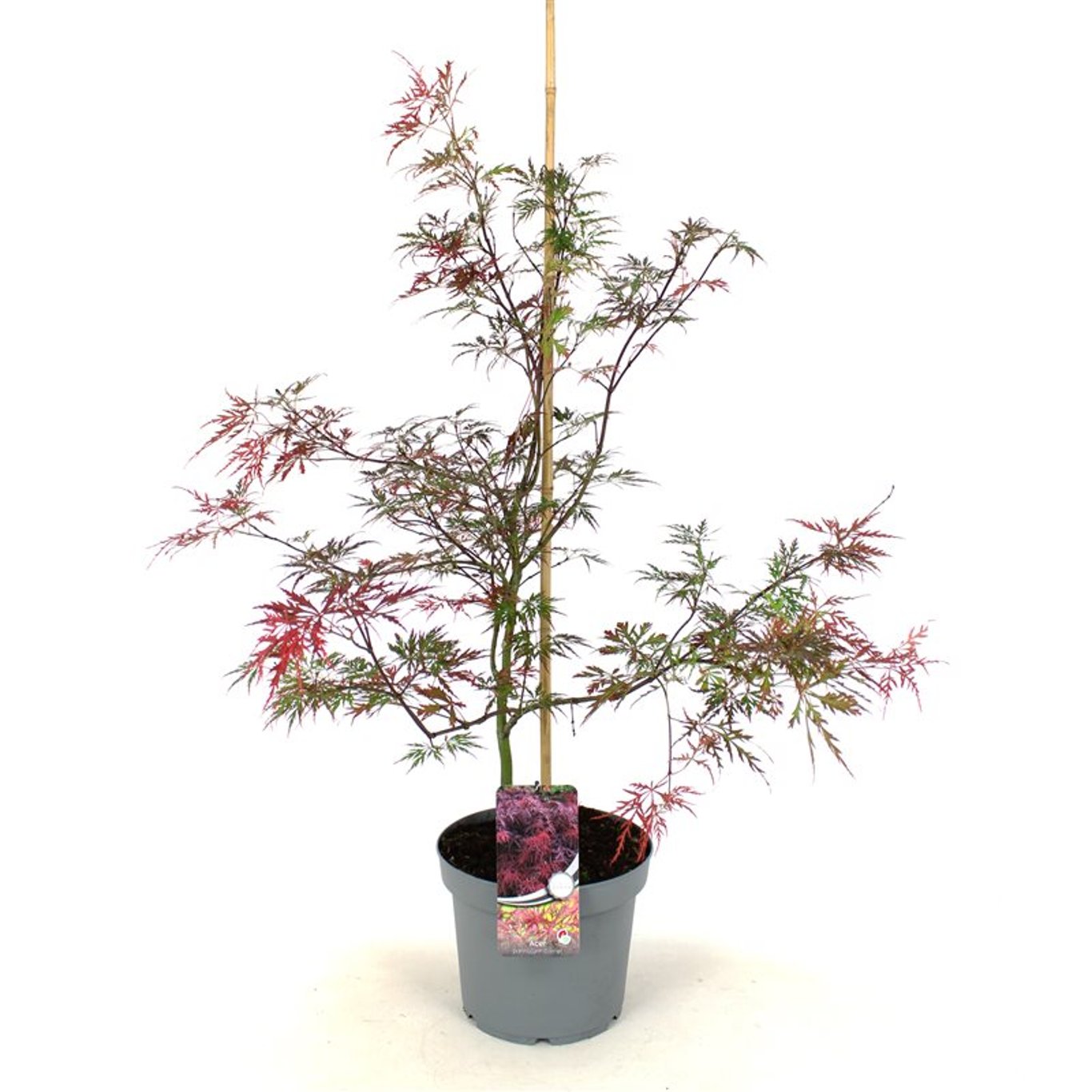 Acer pal. 'Garnet' - C7.5 50-60 CM