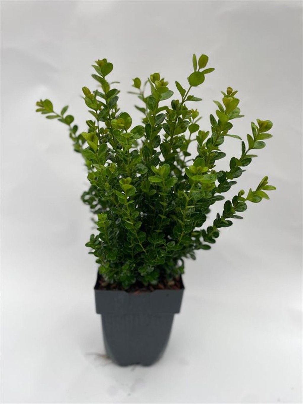 Buxus sem. Newgen Freedom - C2