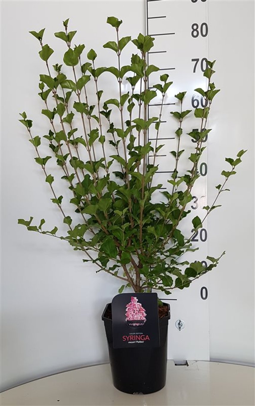 Syringa meyeri 'Palibin' - C5 50-60 CM