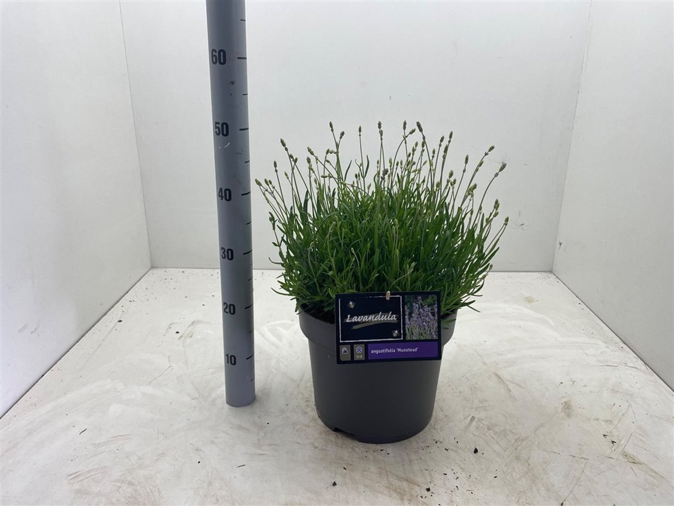 Lavandula ang. 'Munstead' - C10