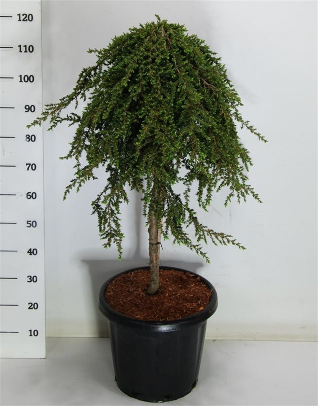 Juniperus comm. 'Greenmantle' - 75 CM Stem C25