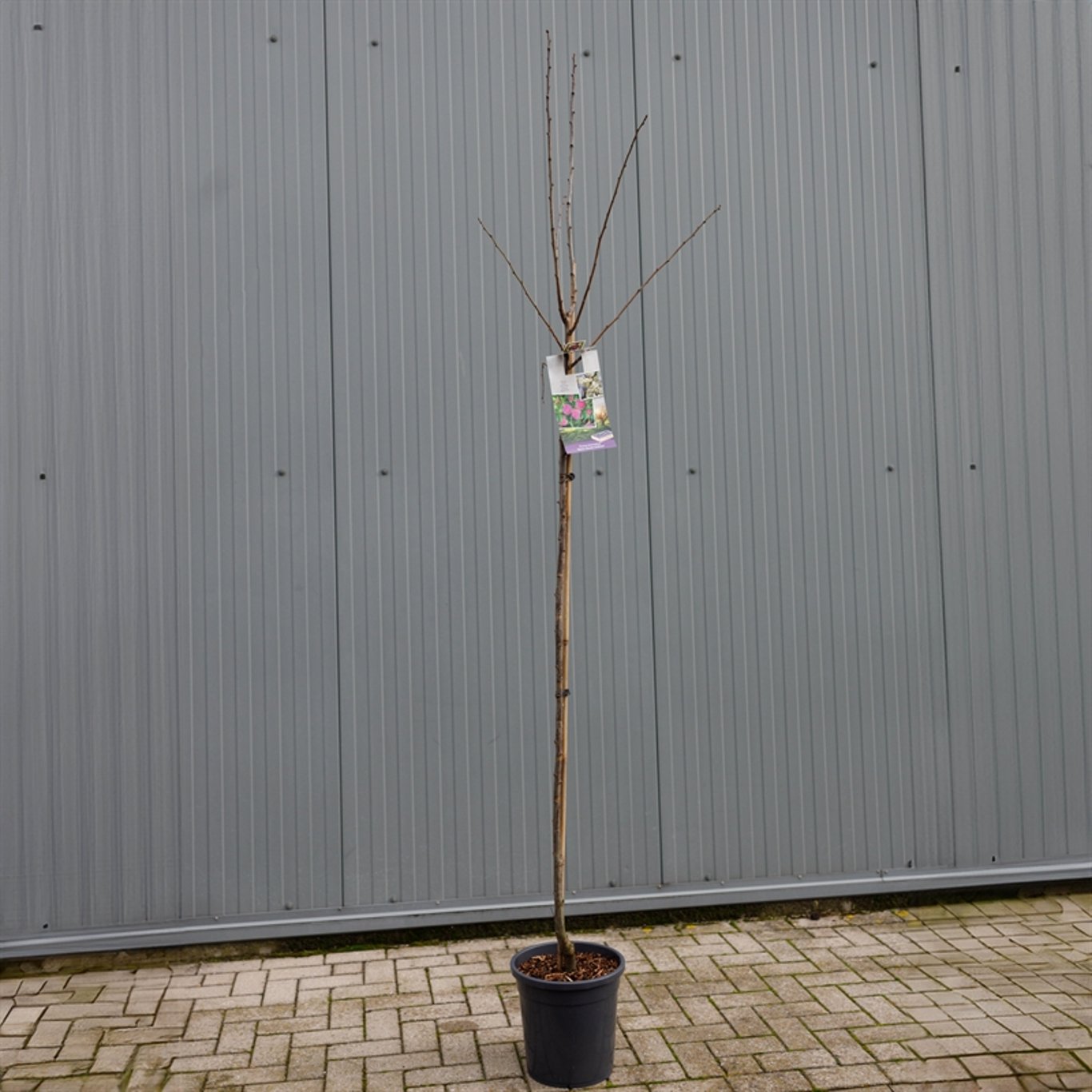 Prunus d. 'Reine Claude d'Althan' - C12 250-275 CM Hoogstam