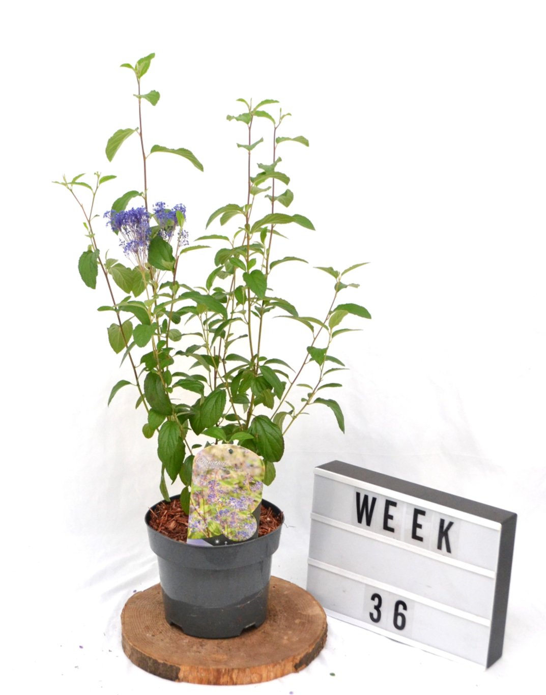 Ceanothus del. 'Henri Défossé' - C3 20-40 CM