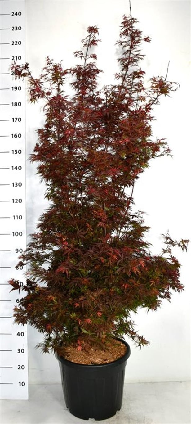 Acer pal. 'Shaina' - C35 175-200 CM