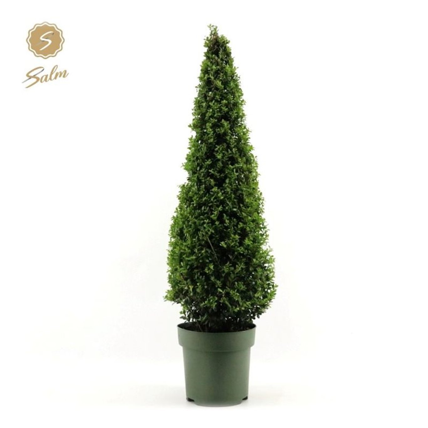 Ilex crenata - 90-100 CM Piramide Cont.