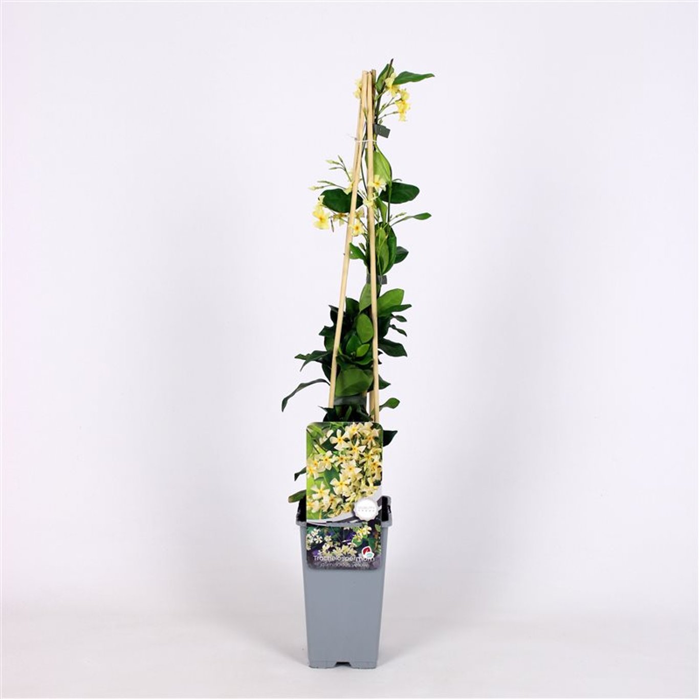 Trachelospermum j. 'Star of Toscane' - C2 70/+ CM