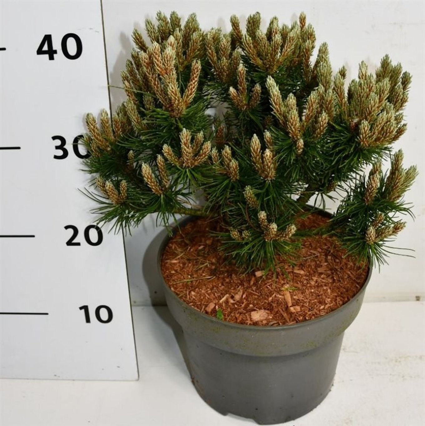 Pinus mugo 'Heideperle' - C7,5 30-35 CM