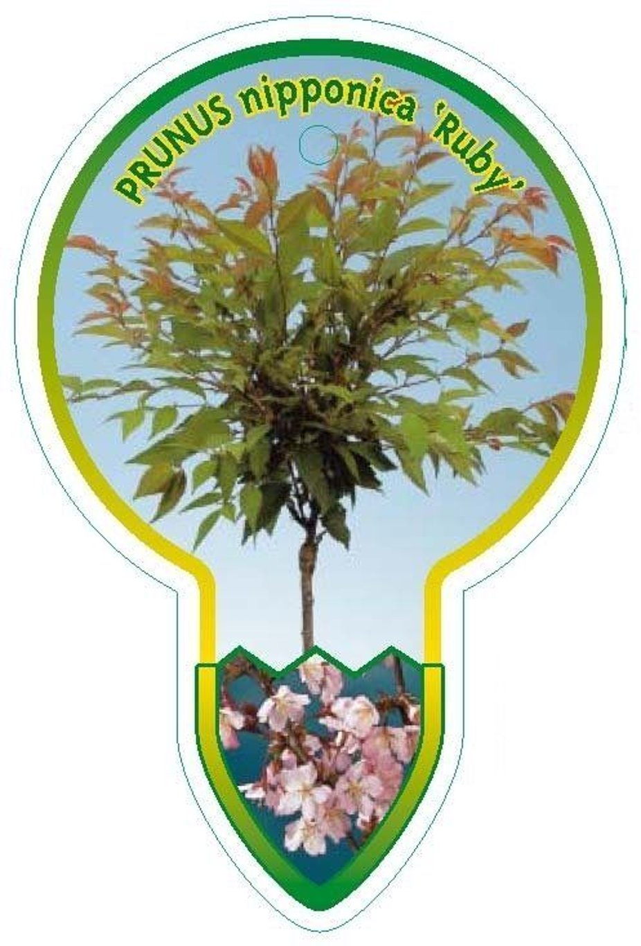 Prunus nipponica 'Ruby' - 120 CM Stem C7.5