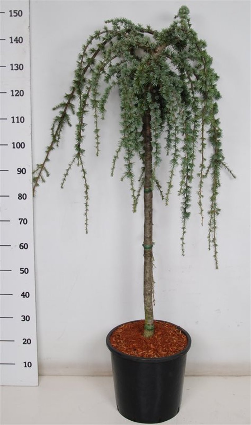 Cedrus atl. 'Glauca Pendula' - 80 CM Stem C20