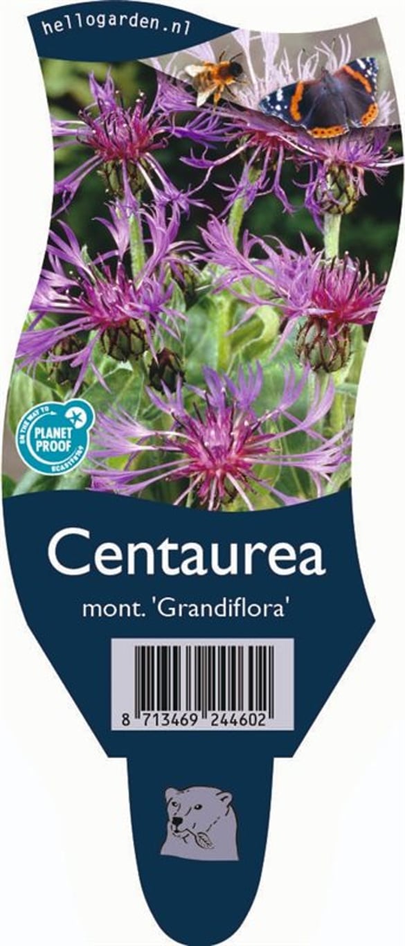 Centaurea montana 'Grandiflora' - P11