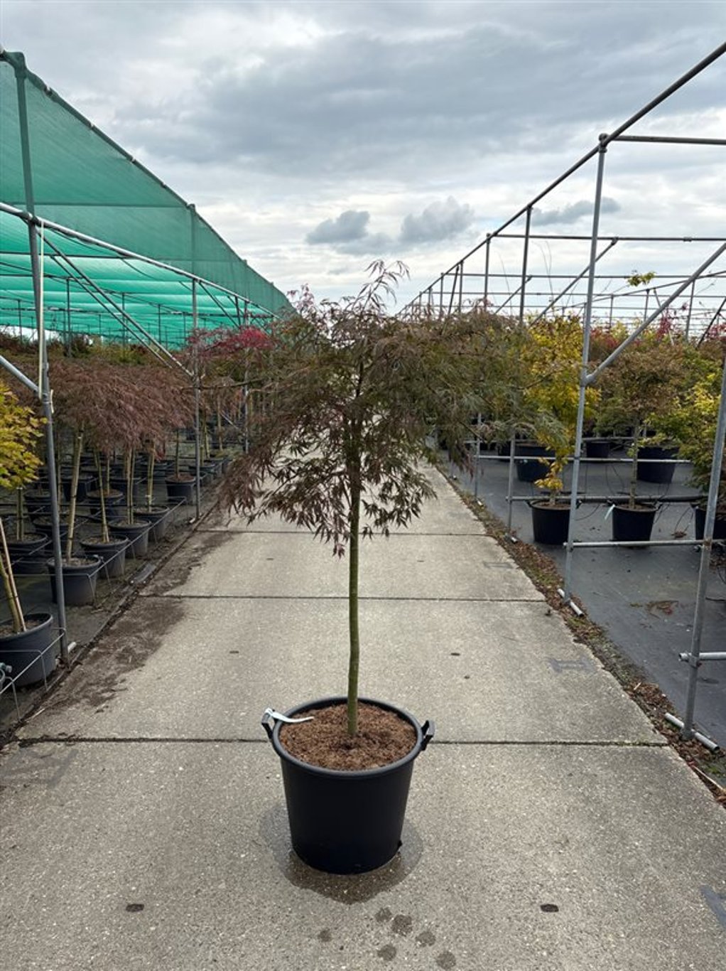 Acer pal. 'Crimson Princess' - 100 CM Stem Cont.