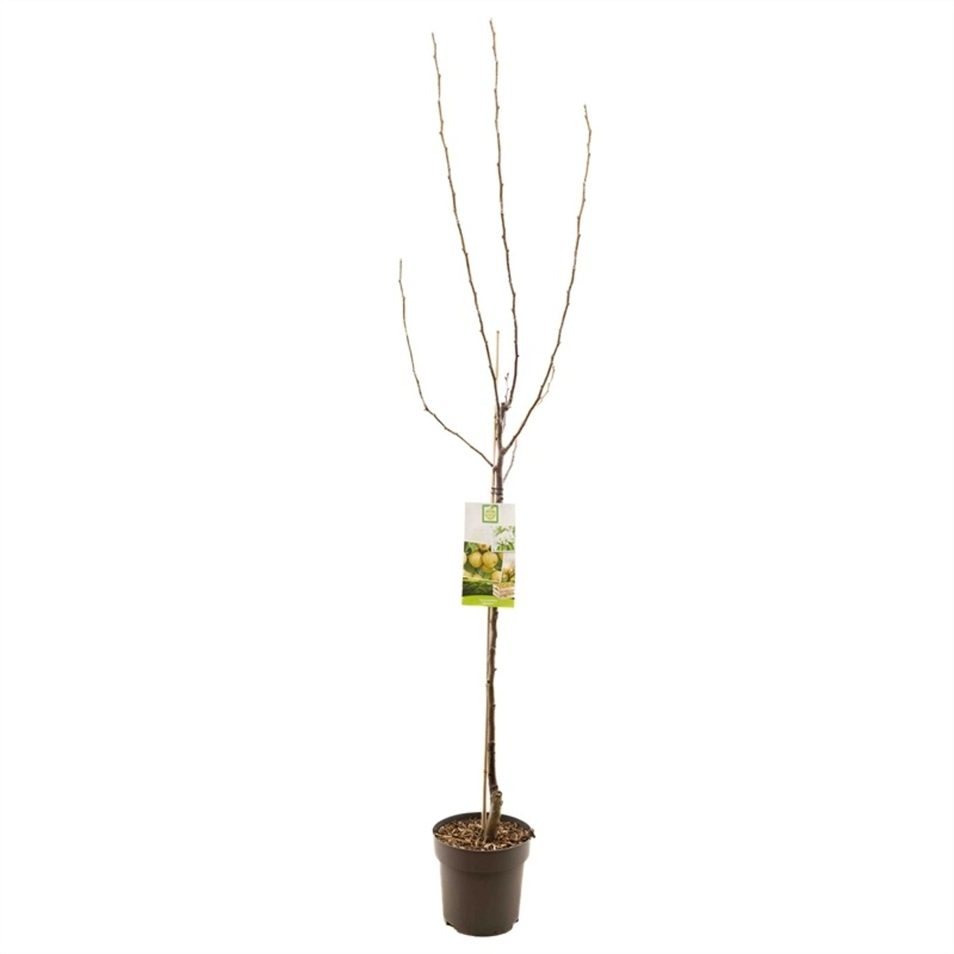 Pyrus pyrifolia 'Nijisseiki' - C7,5 175-225 CM Halfstem