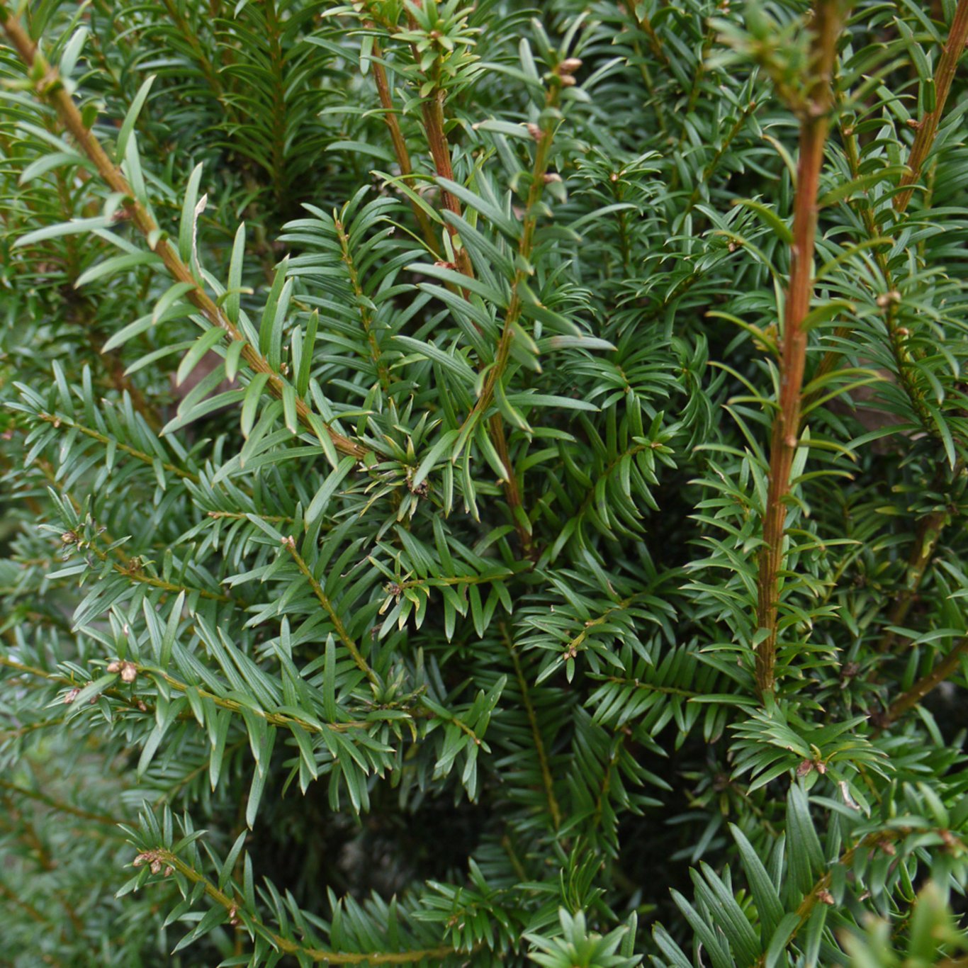Taxus baccata - 30-50 CM bare root 2/2