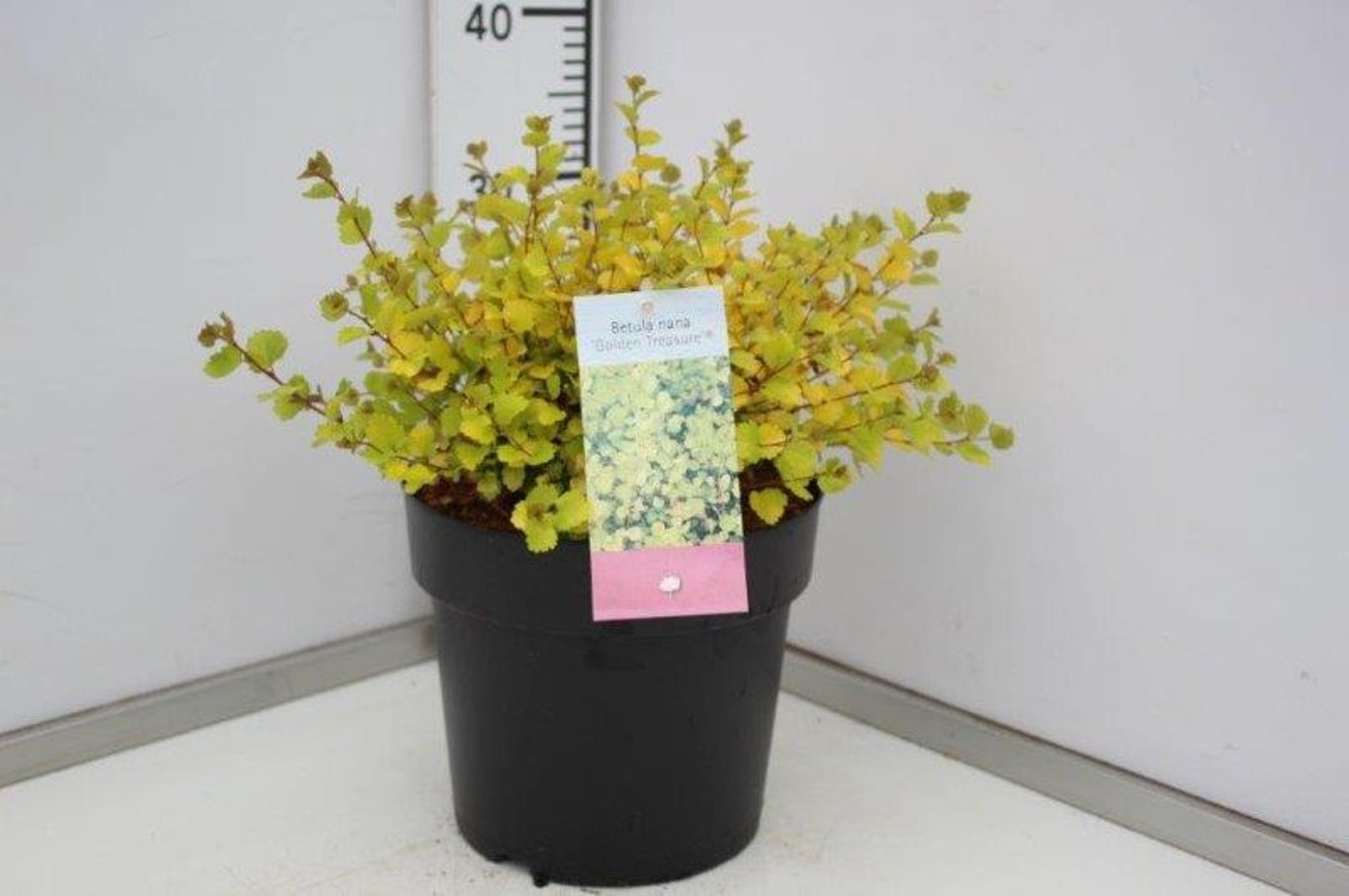 Betula nana 'Golden Treasure' - C5 40-50 CM