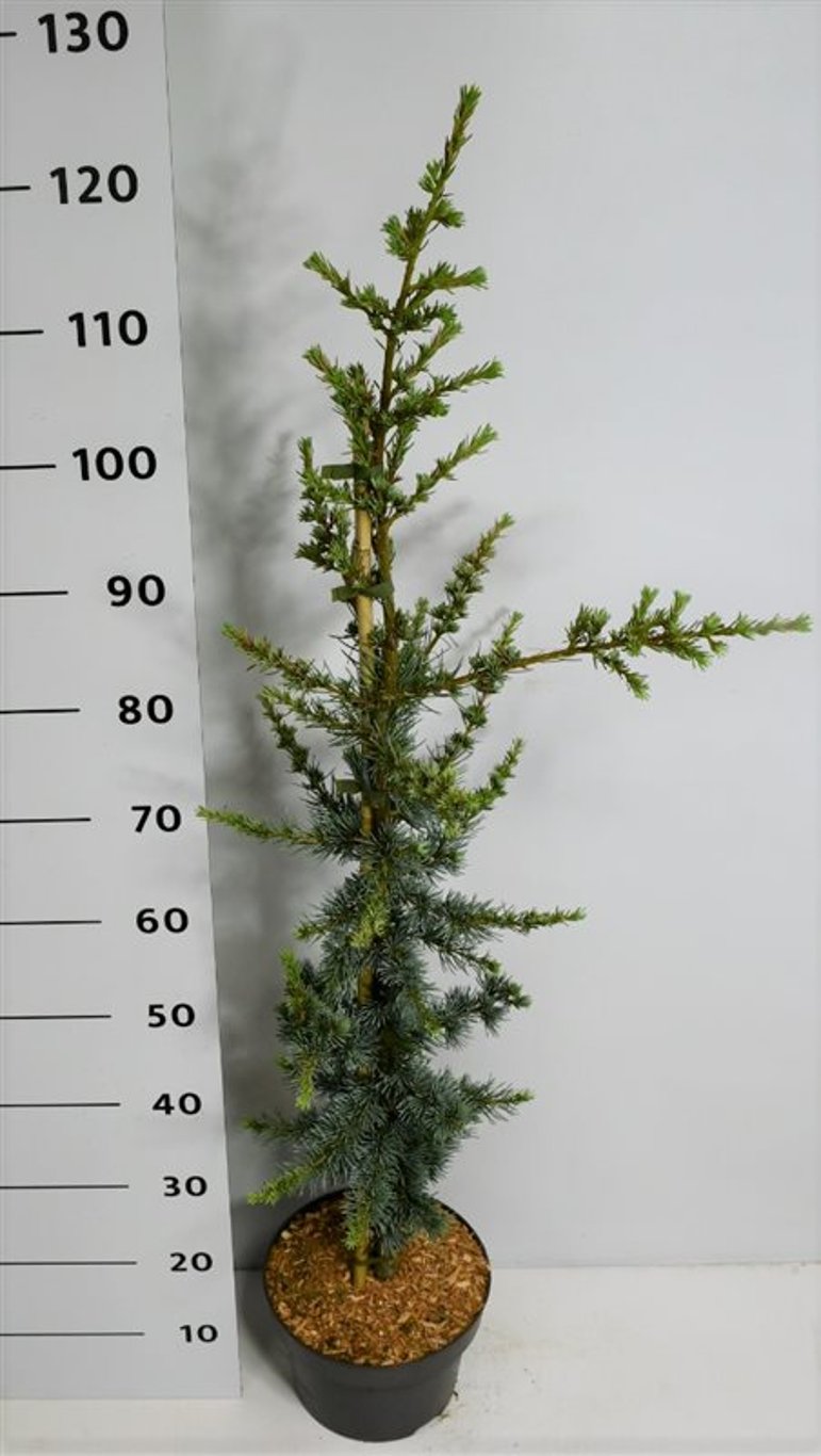 Cedrus l. 'Glauca' - C5 80-100 CM