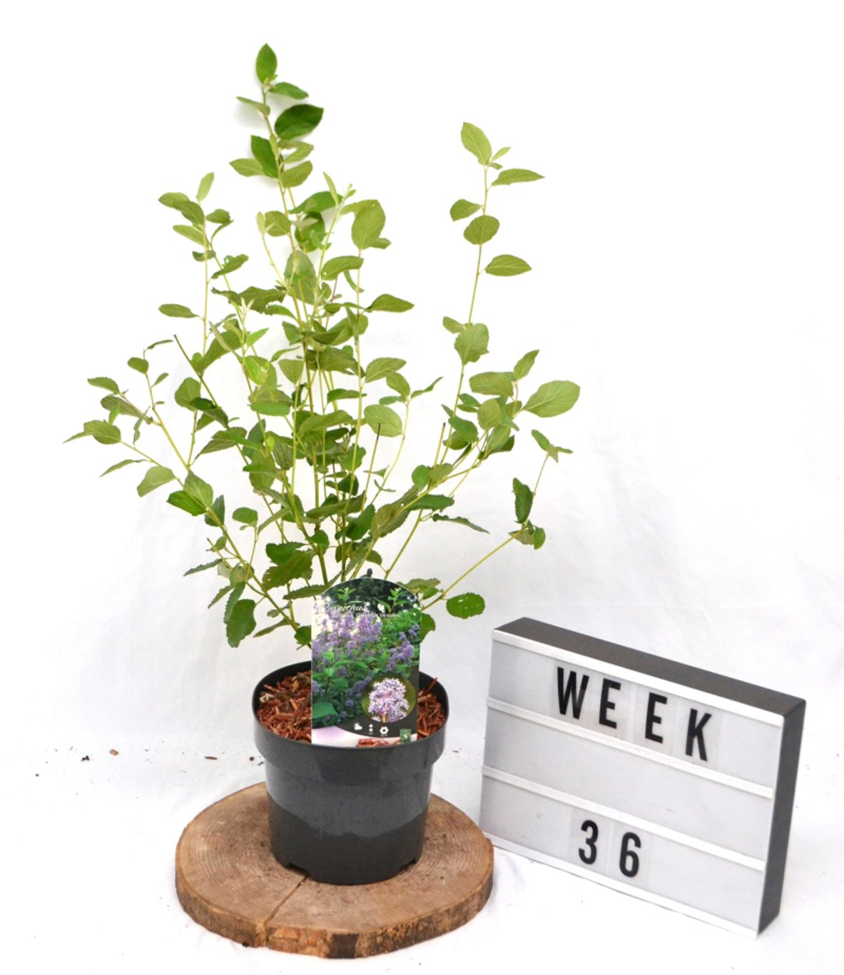 Ceanothus del. 'Gloire de Versaille - C3 20-40 CM