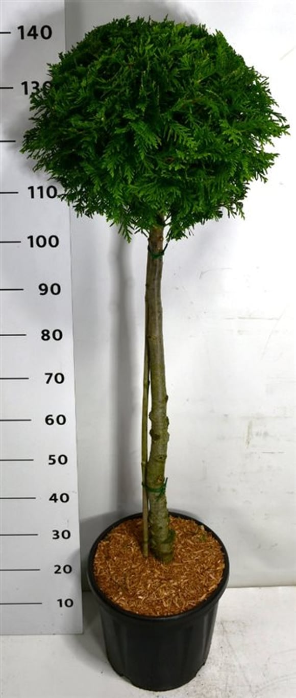 Thuja occ. 'Brabant' - 80 CM Stem C20