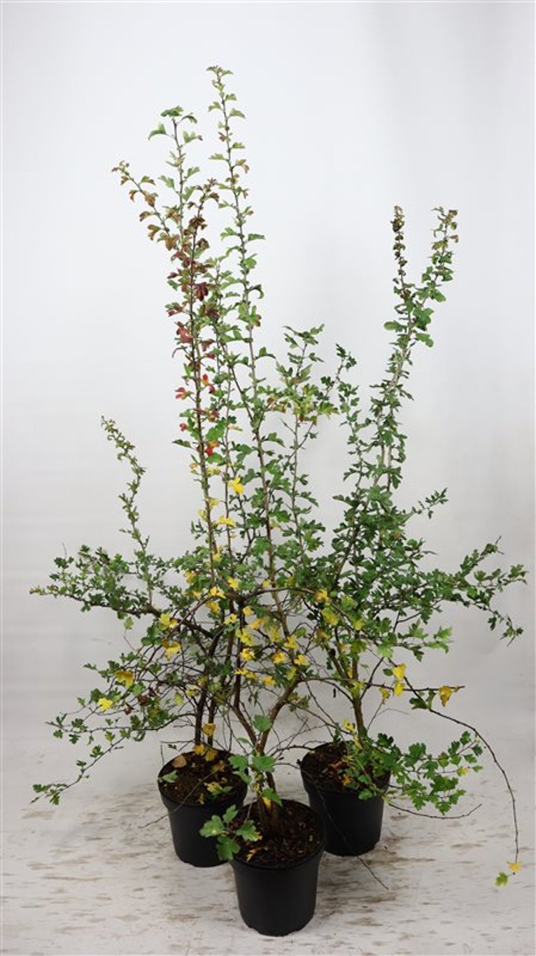 Crataegus monogyna - C7.5 150-175 CM