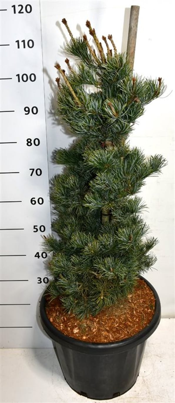 Pinus parv. 'Negishi' - C25 60-80 CM